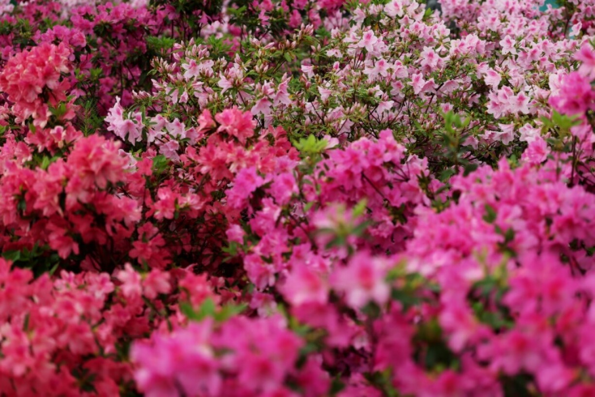 Azalea flowers add flair to Augusta National ahead of the 89th Masters