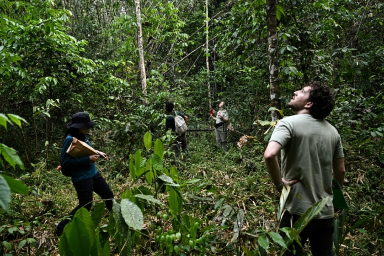 Finding samples of seeds, which can be in fruit dozens of metres from the ground, is not always easy