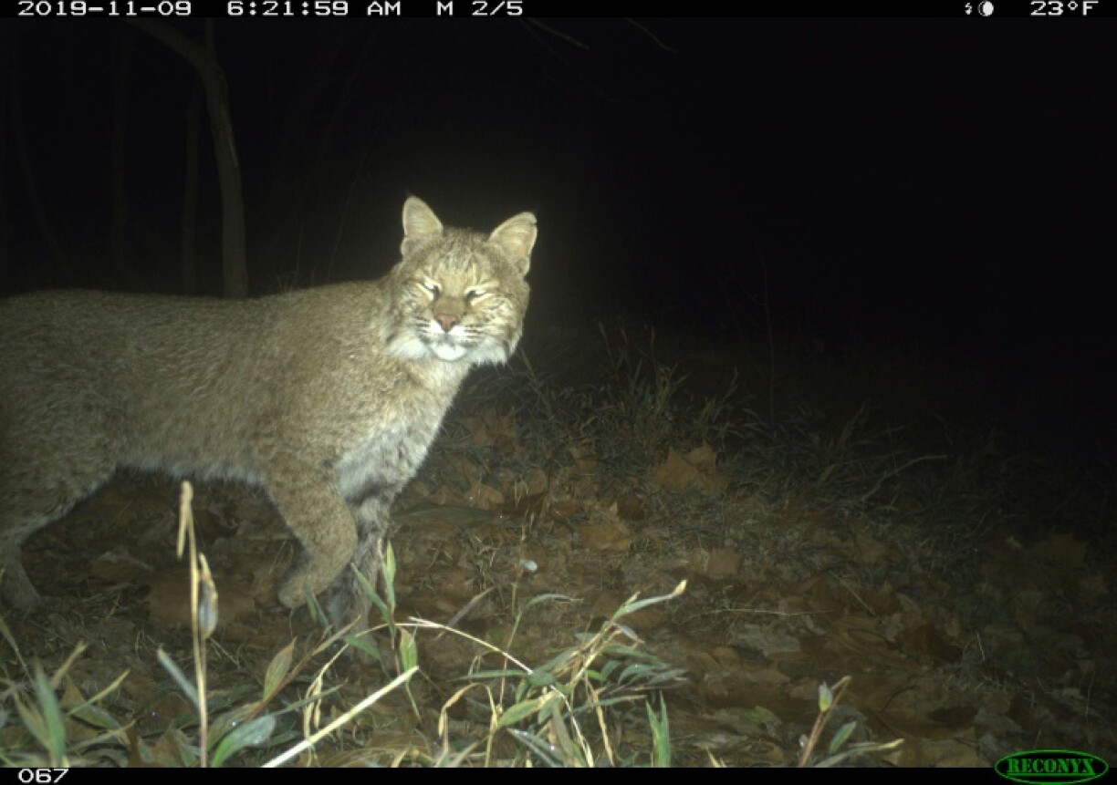 Un lynx photographié à Washington en novembre 2019 dans le cadre de l'initiative