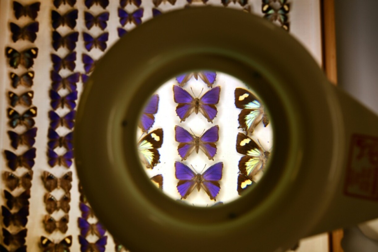 Scientists are still untangling the mess created by a decades-old butterfly heist