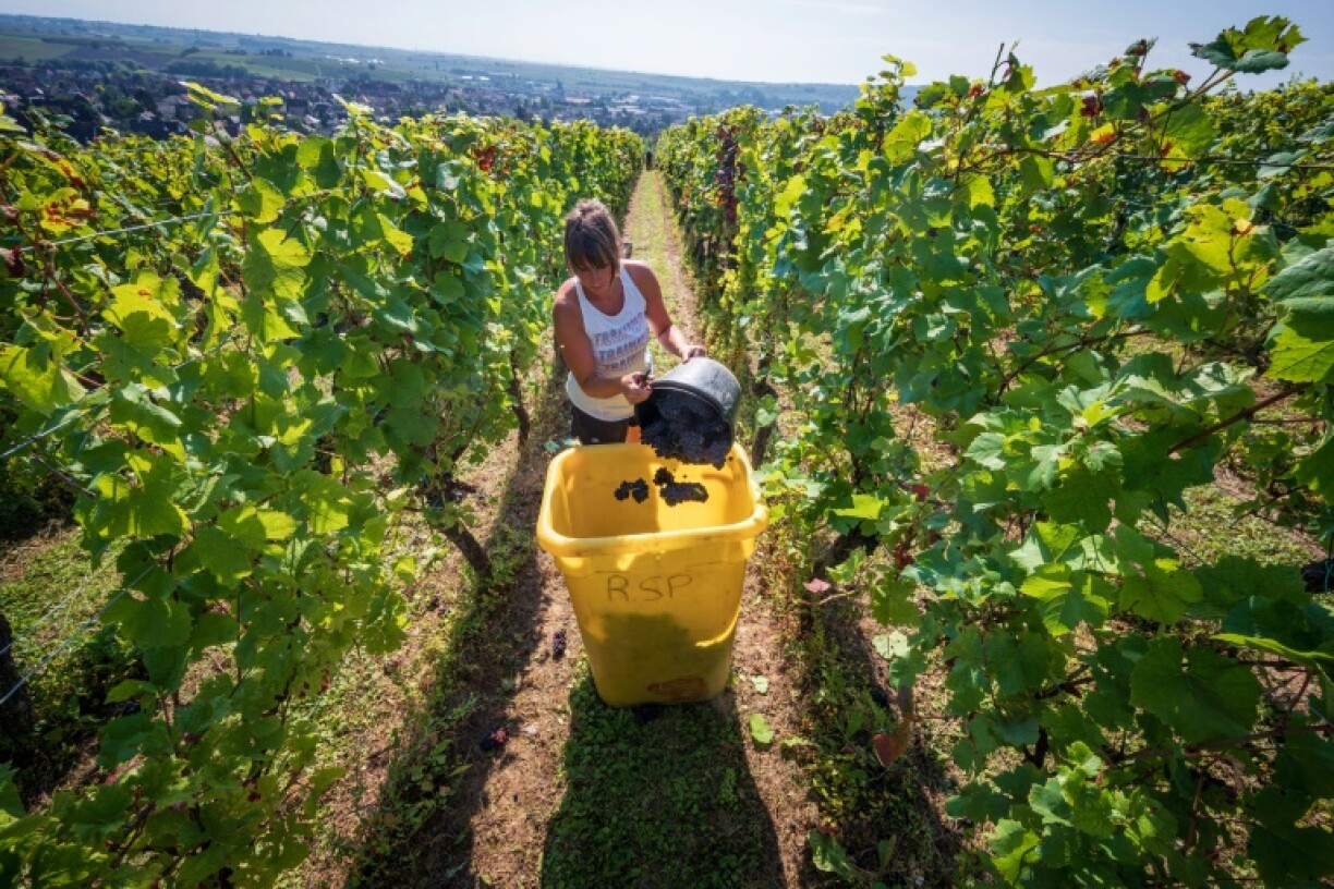 Vendanges dans les vignes d'appelation Crémant d'Alsace à Marlenheim dans le Bas-Rhin, le 11 août 2022
