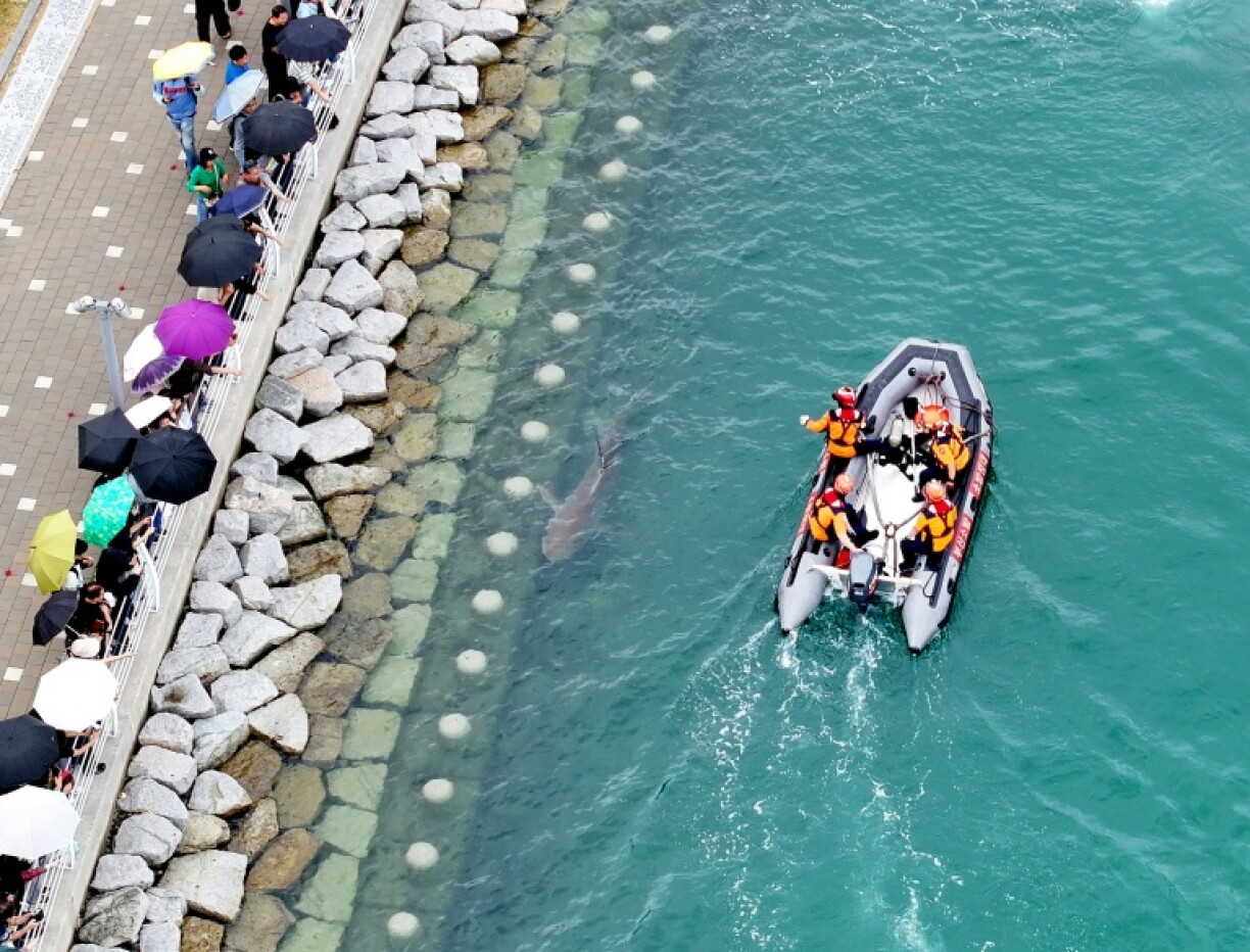 While authorities wonder what to do next, the 3.5-metre (11.5-foot) visitor and the crowds it has drawn have provided an unexpected boon to the local economy