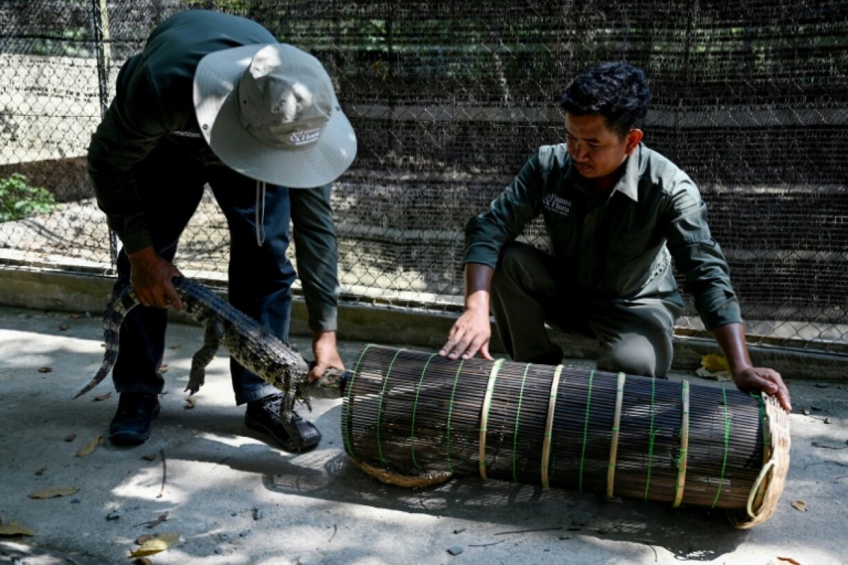 Young crocodiles being released into the wild are transported long distances in bamboo baskets to reach the remote areas