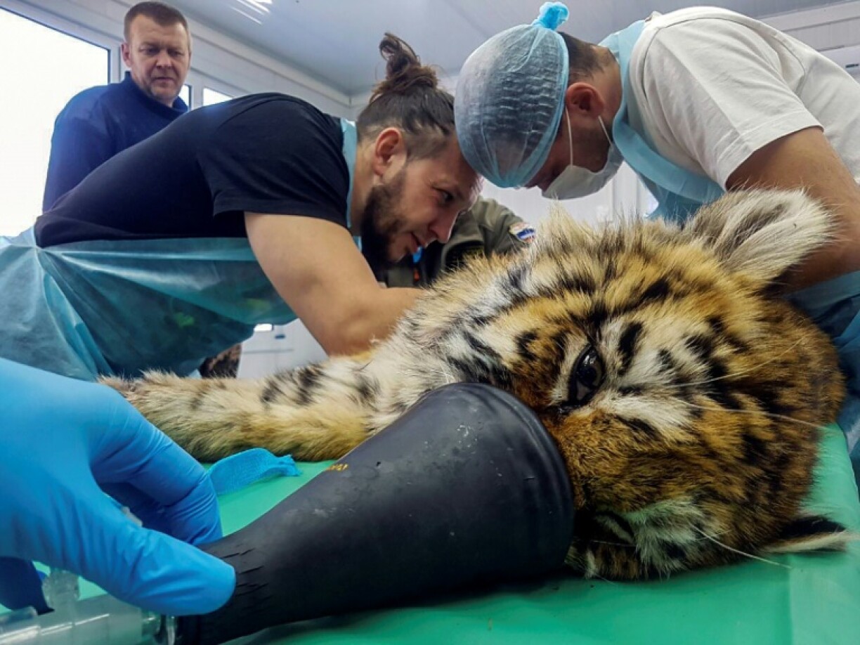 Un jeune tigre de Sibérie soigné le 8 janvier 2022 par des vétérinaires russes à Alekseevka, en Russie
