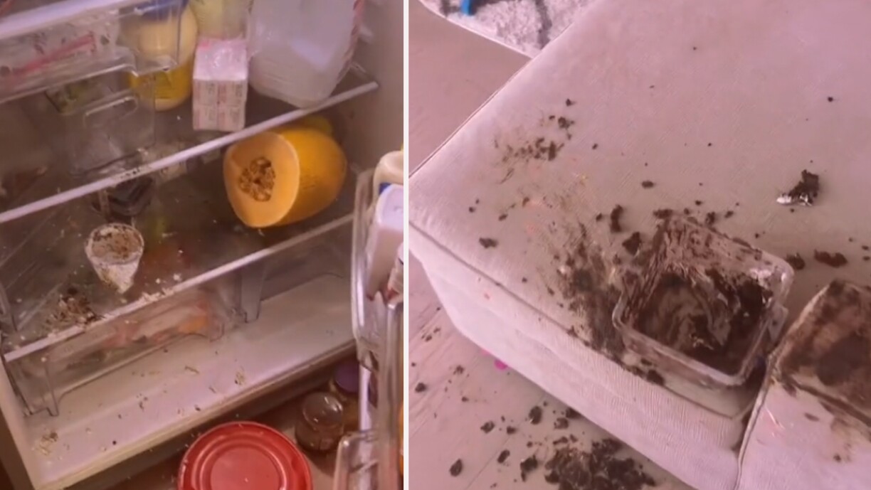 Trop mignon: elle découvre son intérieur saccagé et trouve rapidement le coupable (vidéo)