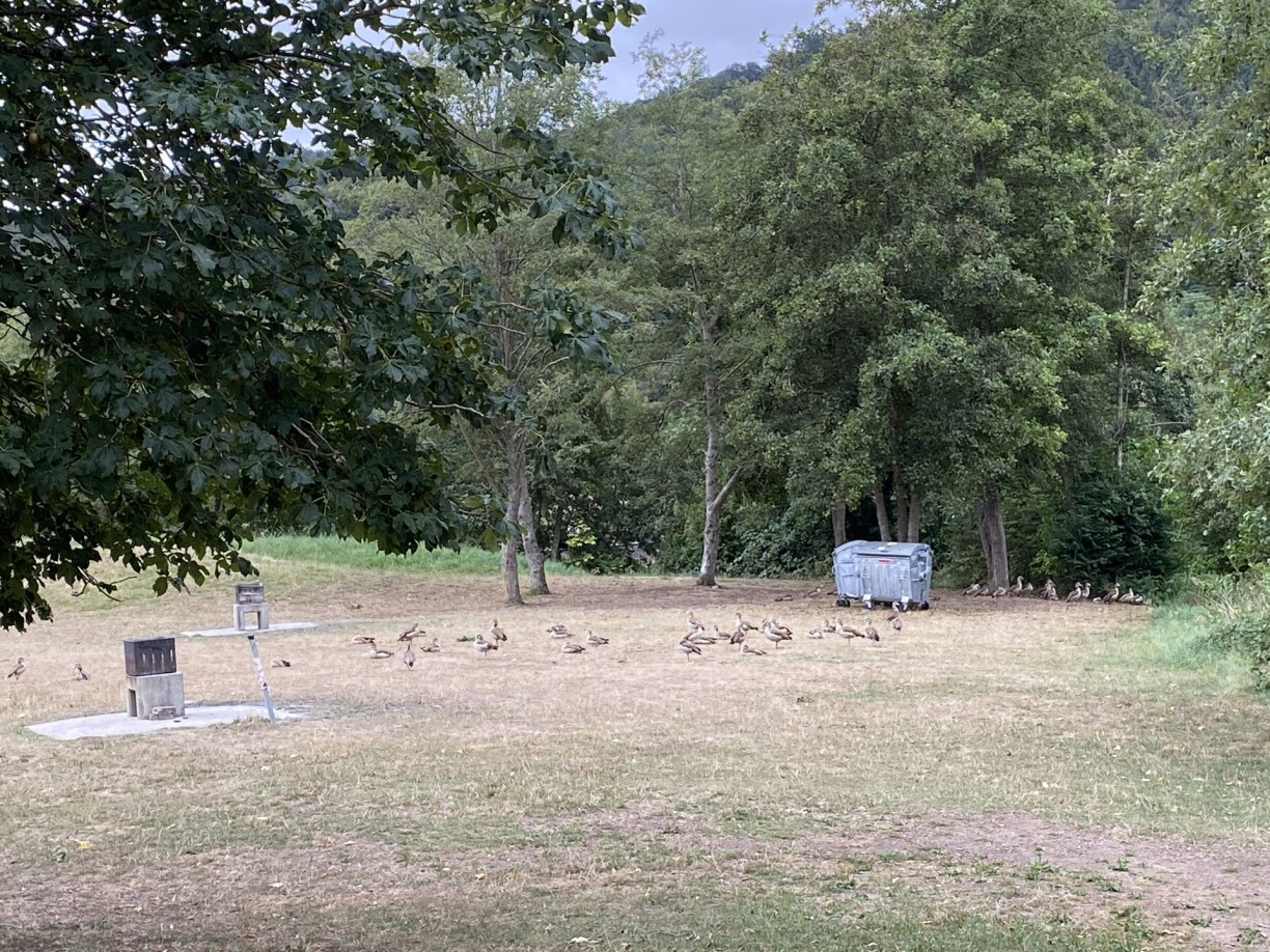 Egyptian geese near the lake in Echternach