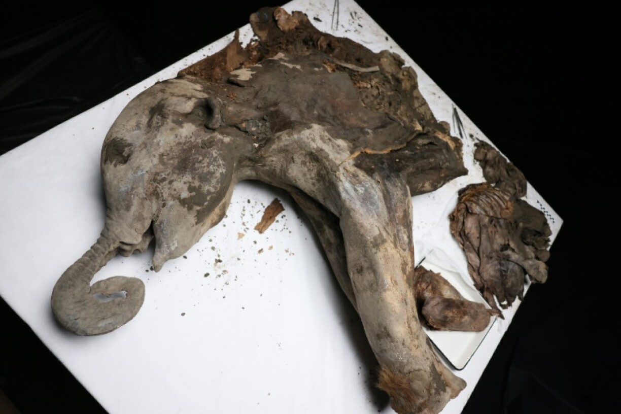 Scientists perform a necropsy on the baby mammoth, nicknamed Yana