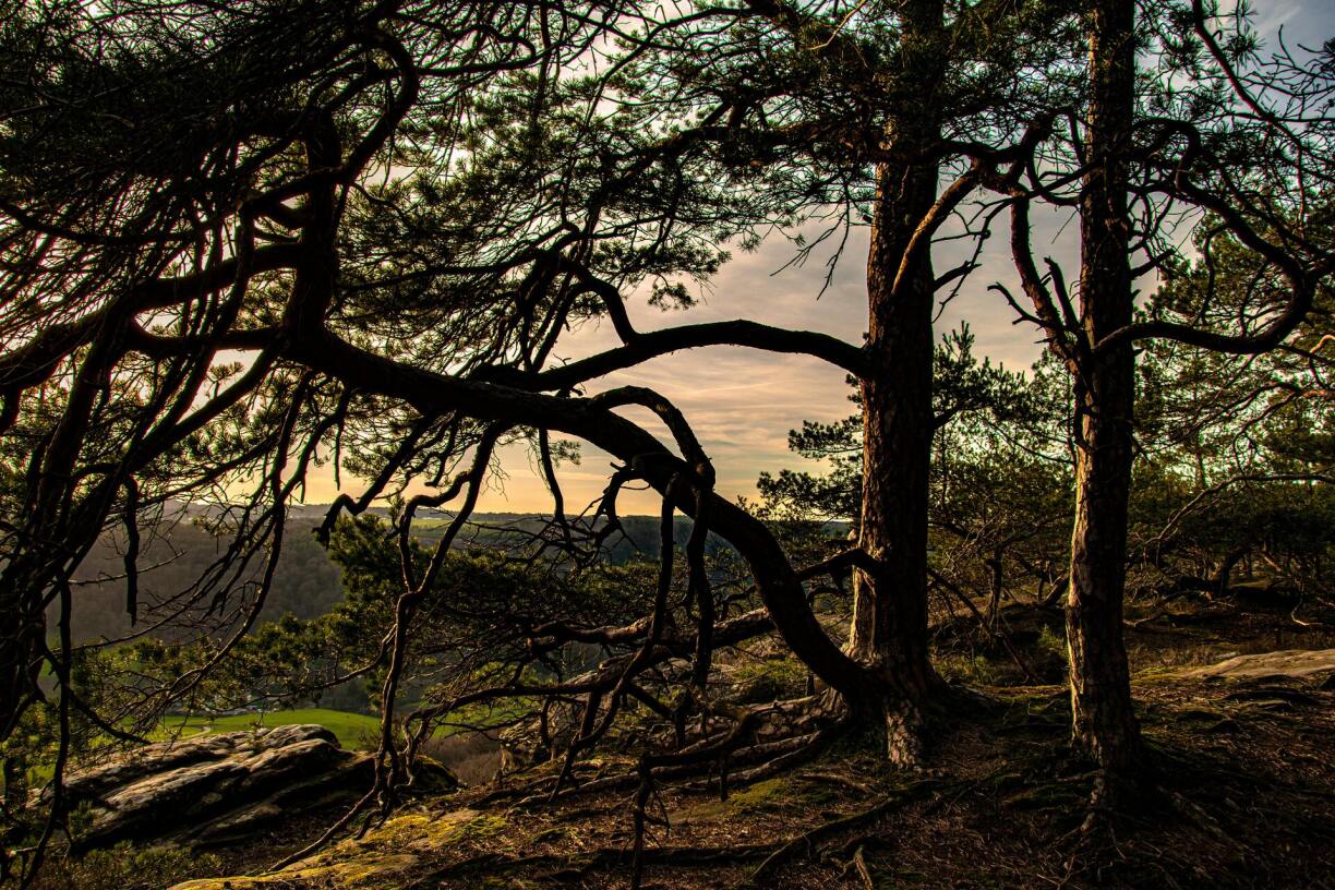 Many readers thought highly of Luxembourg's forests and other natural environments.