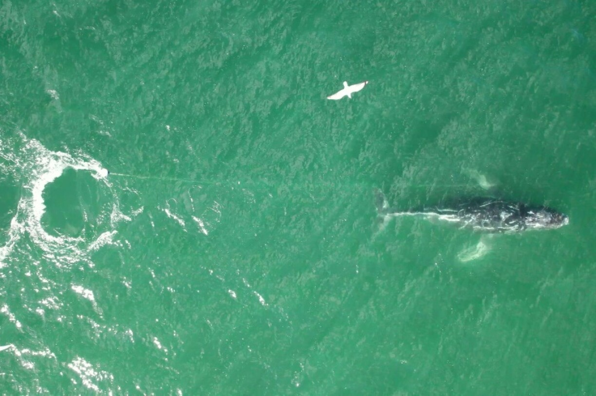 Image grab taken from video footage provided by whale rescue group Organisation for the Rescue and Research of Cetaceans in Australia (ORRCA) on June 9, 2025 shows a distressed humpback whale tangled in a rope swimming south of Sydney Harbou