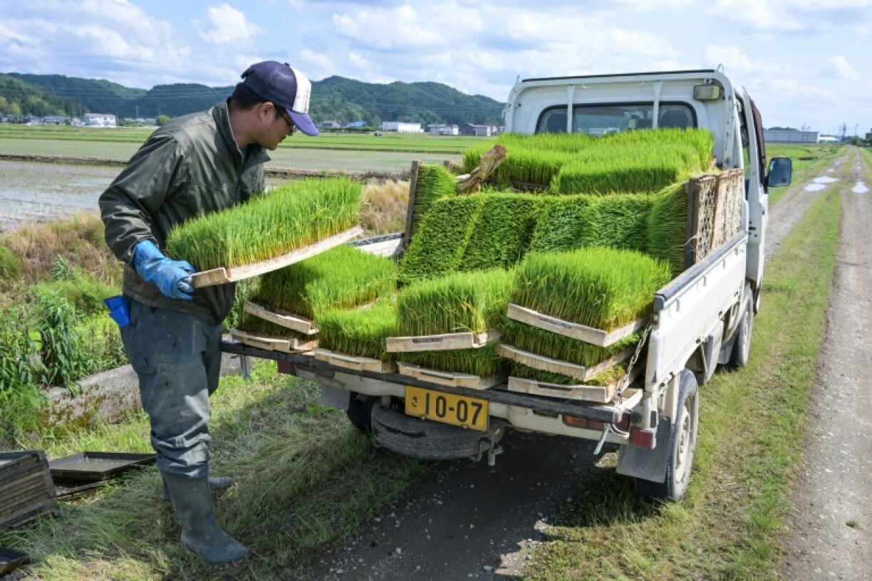 A supply chain snarl-up has caused a shortage of rice in shops