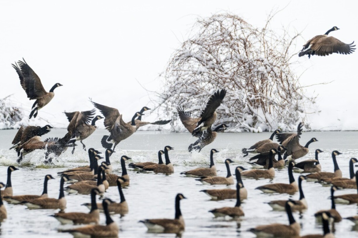 A major challenge with citizen science data is separating changes in bird populations from changes in how people watch birds
