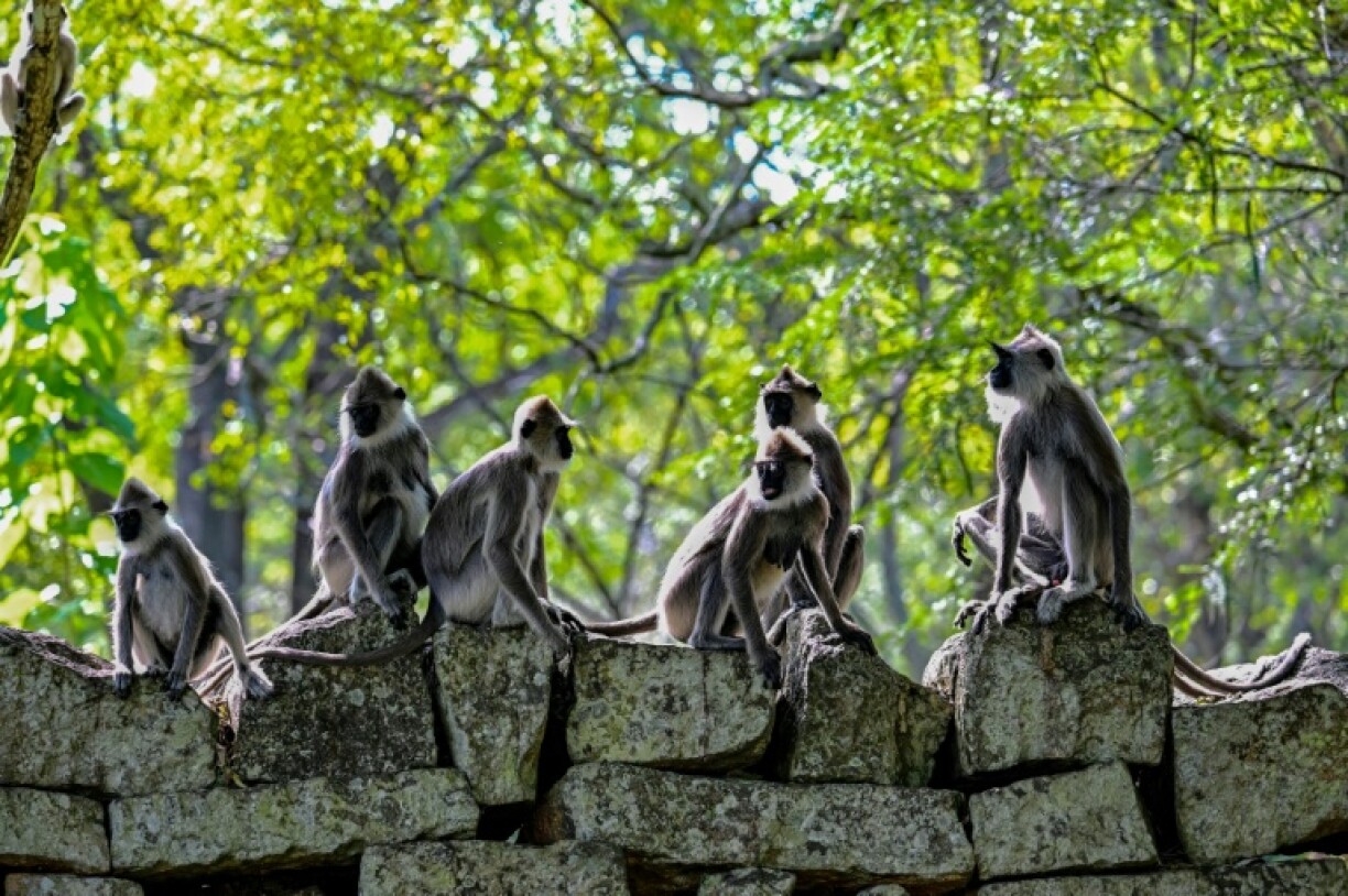 Officials in Sri Lanka said they were withholding the results of a survey of crop-destroying wildlife because monkey business appeared to have distorted some of the data