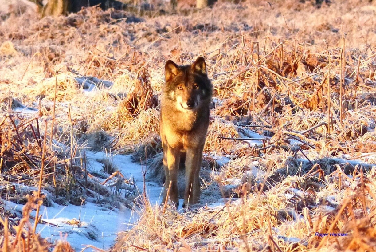 Un loup photographié par Roger Herman dans les Hautes Fagnes en Belgique