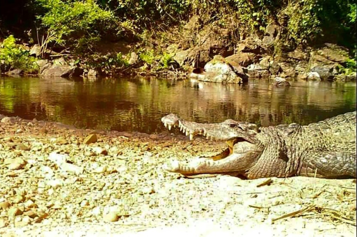 Un crocodile du Siam photographié à une date inconnue dans le parc national de Kaeng Krachan, en Thaïlande.