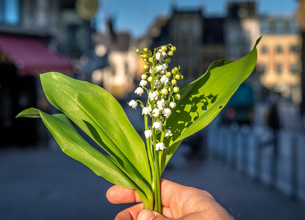 Il est coutume d'offrir un brin de muguet au 1er mai.