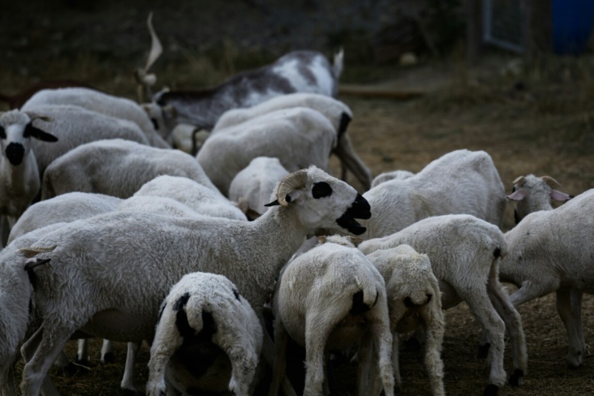 With the return of wolves in Europe, sheep are in more danger