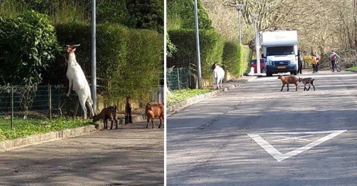 Les chèvres dérangeaient les résidents et les autres occupants des jardins ouvriers.