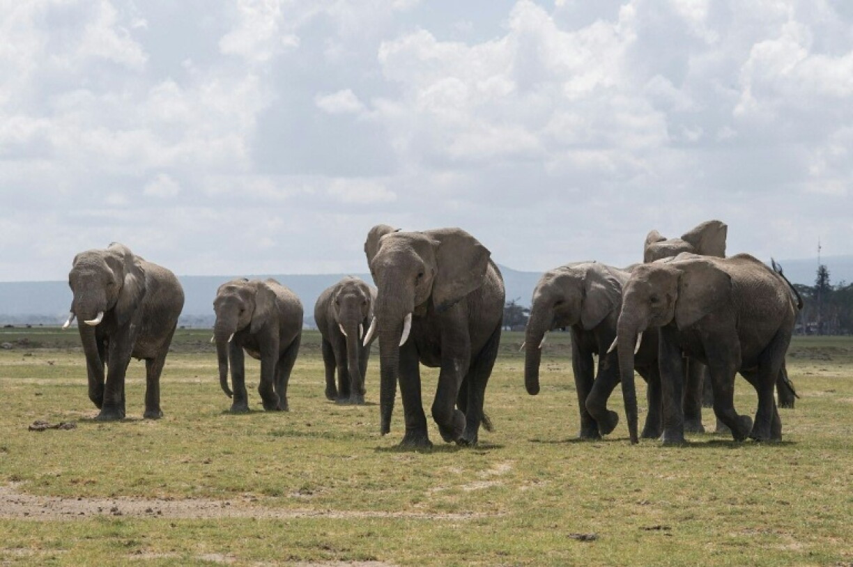 Nach einer vorläufigen Untersuchung gehen die Behörden in Kenia davon aus, dass 15 im Amboseli-Nationalpark verendet aufgefundene Elefanten wohl einer Zyanid-Vergiftung erlegen sind.