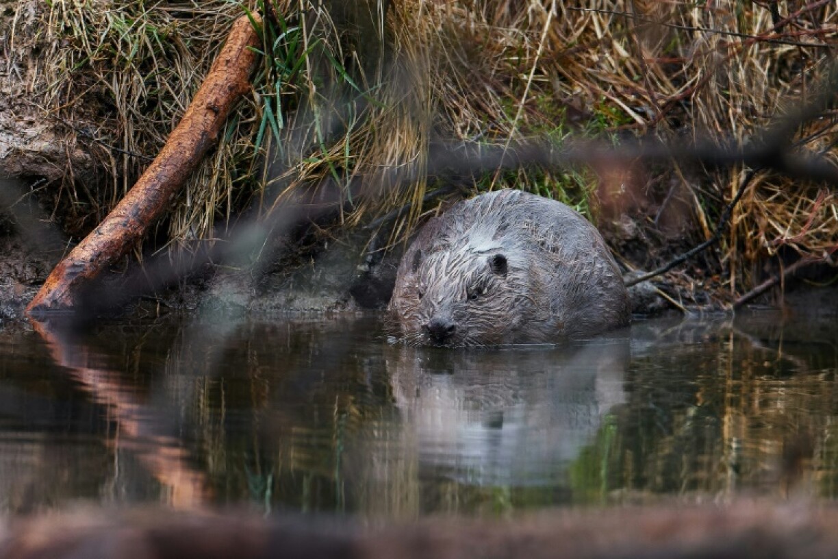Beavers are among the most famous of nature's architects, renowned for building dams that redirect rivers and reshape wetlands