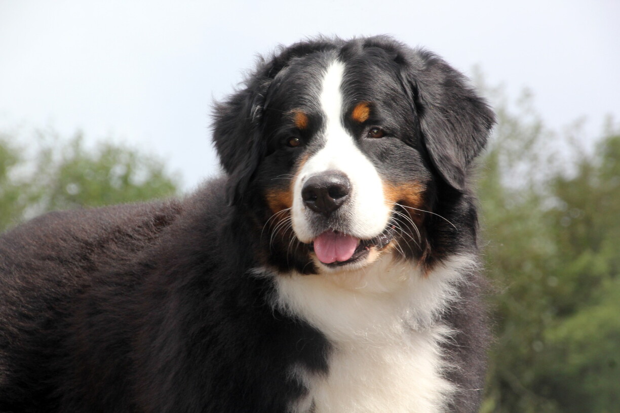 Un chien de race bouvier bernois, similaire à celui qui a attaqué un jeune garçon samedi à Diekirch.