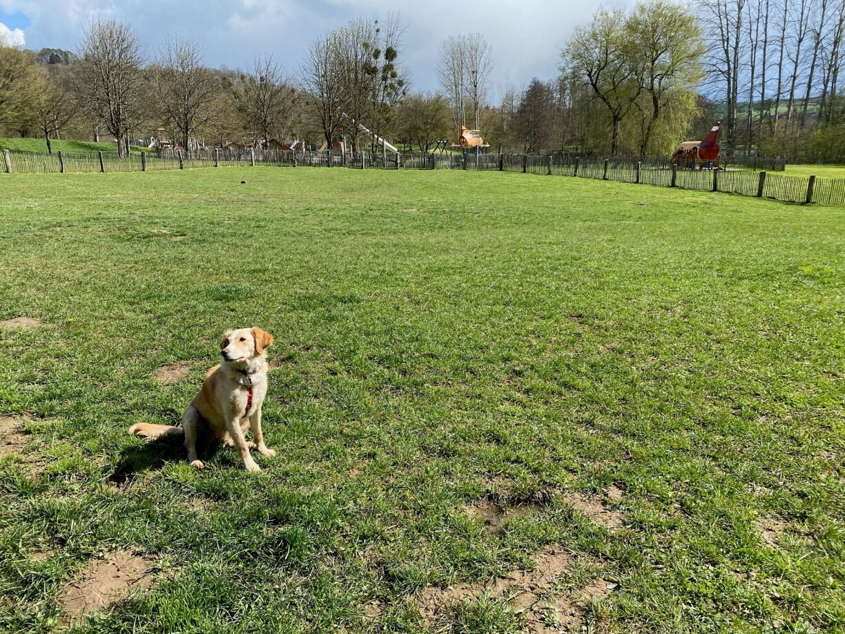 Hondwiss zu Iechternach