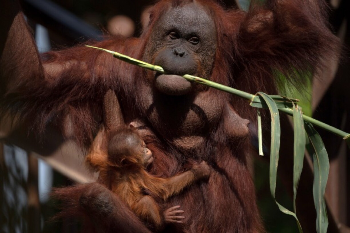 Mukah, a female Bornean orangutan, holds a branch in her mouth with her 10-day-old newborn in tow at the Bioparc Zoo in Fuengirola on April 30, 2026.