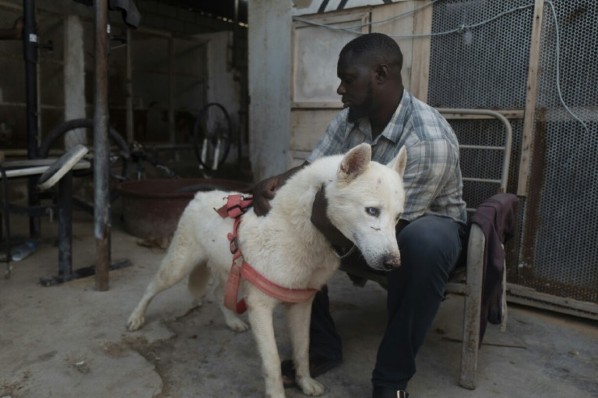 Amadou Mbodj, dresseur et éleveur de chiens, et Loup, un chien husky sibérien, le 8 octobre 2024 à Nouakchott, en Mauritanie
