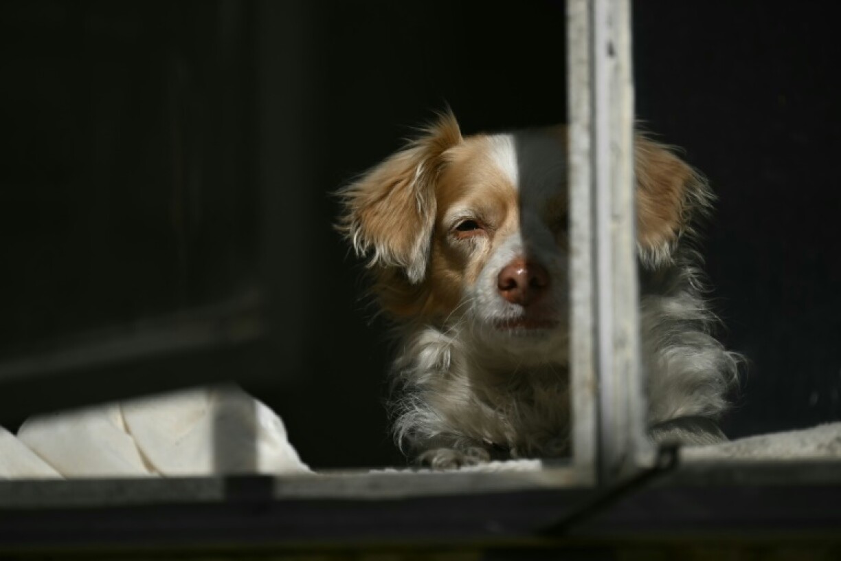 Jeff Ridgway has taken to calling his dog Abby 'Smudge'