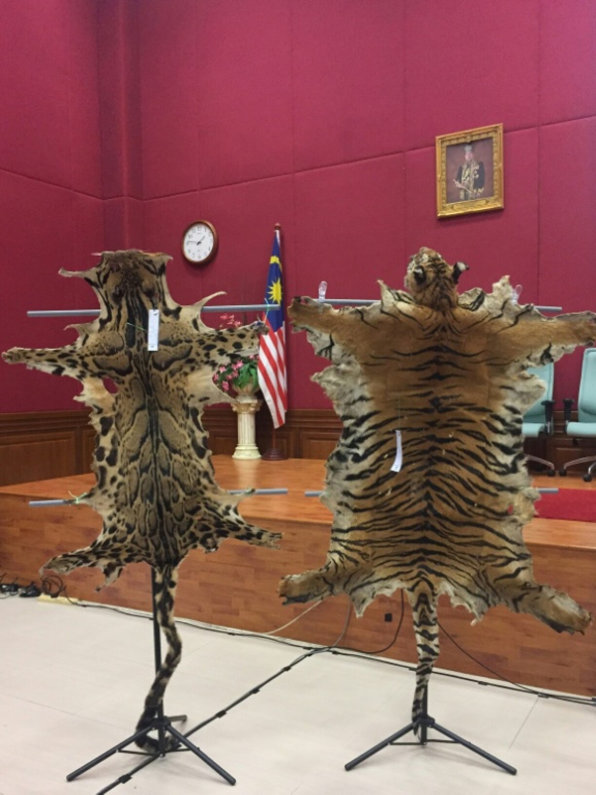 A single Malayan tiger carcass can fetch around $60,000 on the black market and the pelt alone can fetch around $24,000, according to Malaysia's Department of Wildlife and National Parks