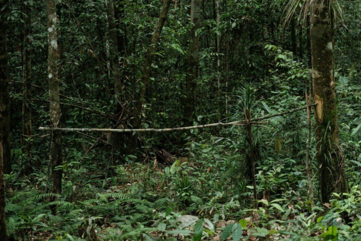 The trunk of a small tree is placed in a horizontal position as a sign in an area near a nickel mining site in East Halmahera, North Maluku