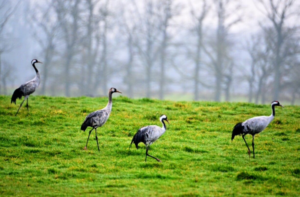 French farmers say the cranes that now invade Lac du Der each winter destroy their crops and keep residents of local villages awake with their noise