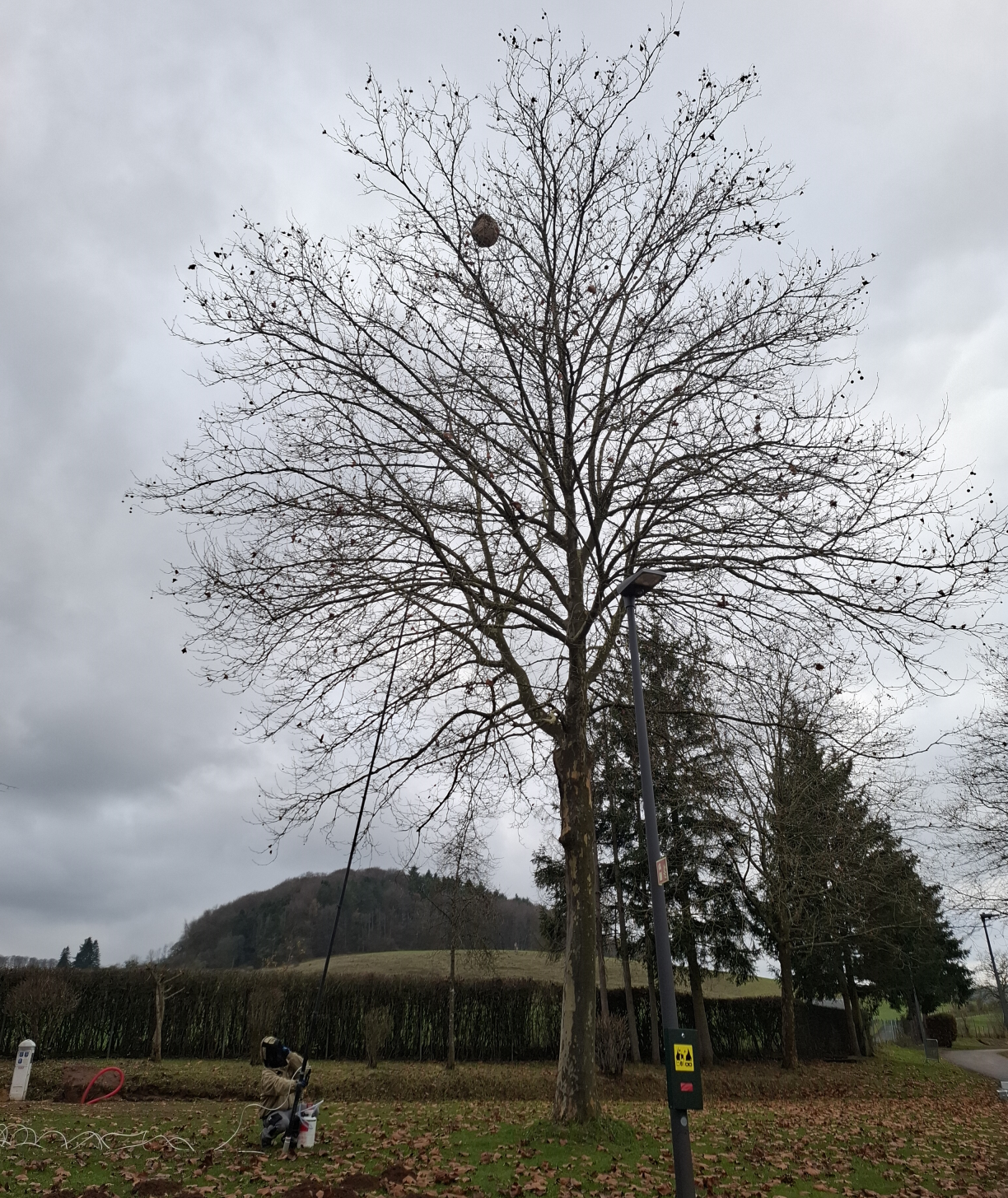 Les frelons asiatiques ont la fâcheuse manie de s'installer (très) en hauteur... Ce qui complique souvent la tâche des professionnels.