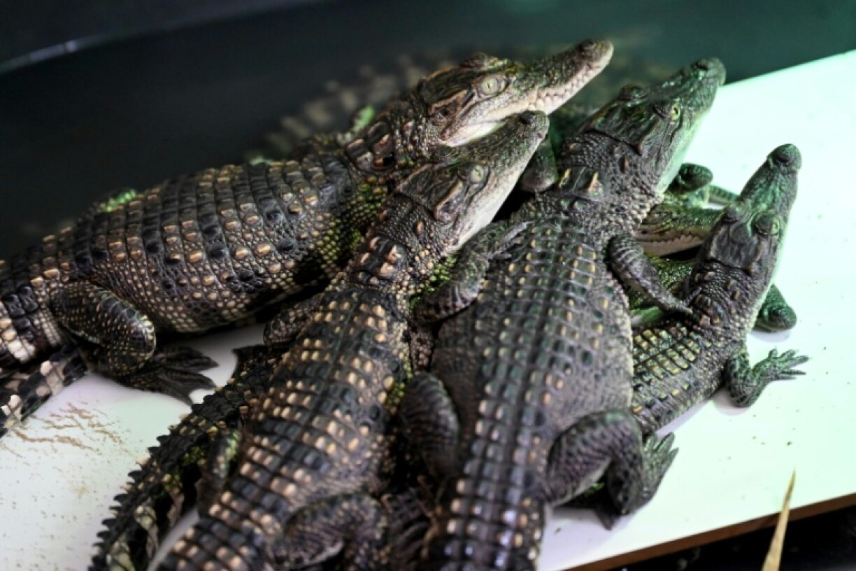The crocodile, which can grow up to four metres (13 feet) long, is distinguished by dragon-like bony crests behind each eye
