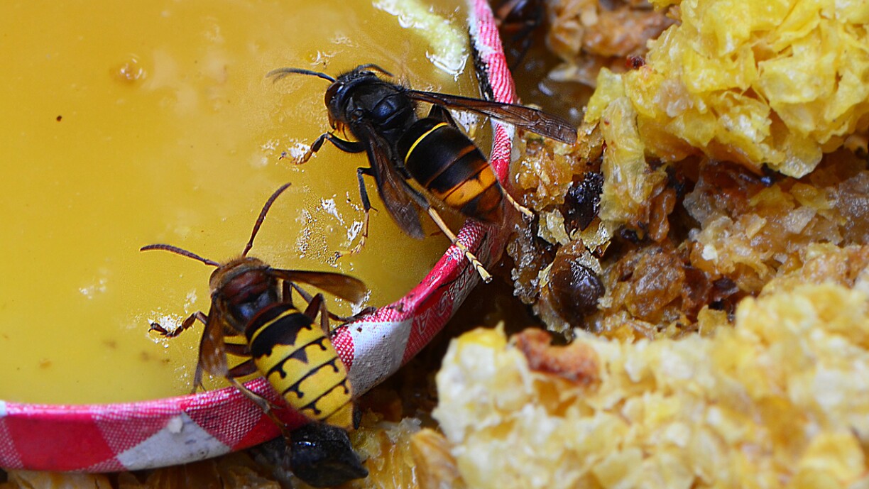 Lénks déi europäesch Runn a riets déi asiatesch.