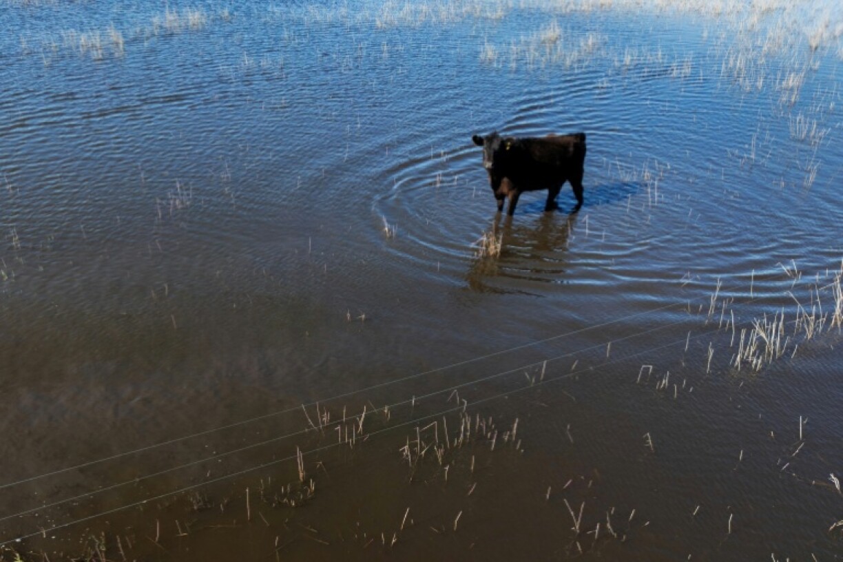 Scientists say climate change was likely directly responsible for freak rains that turned the Argentine Pampas into a wetland