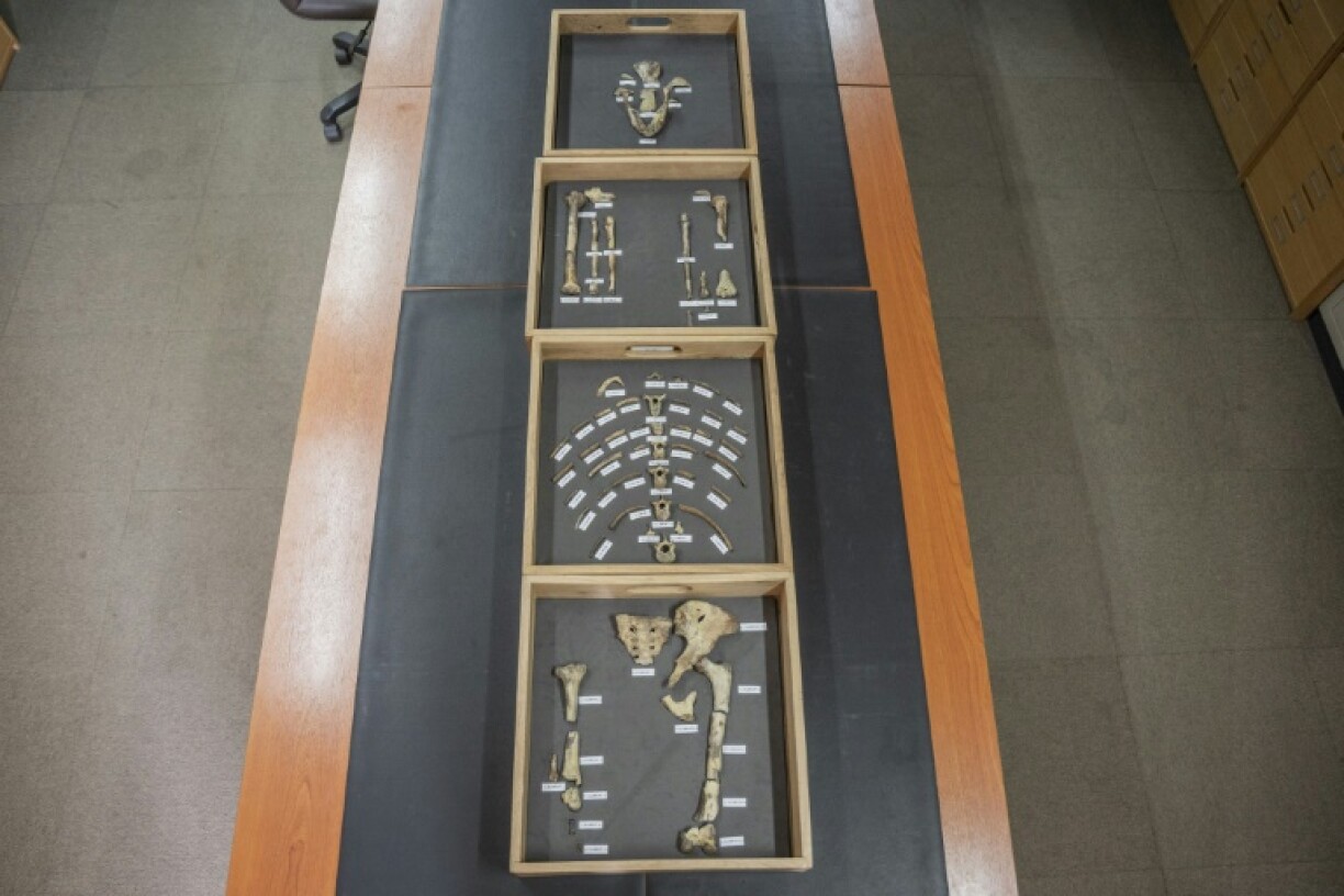Des ossements de l'australopithèque Lucy au musée national d'Ethiopie, le 19 novembre 2024 à Addis Abeba
