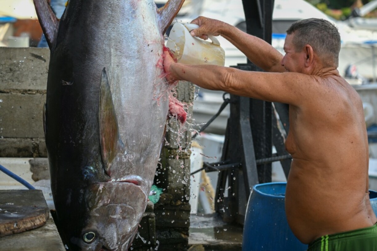 For tuna, the fishermen have to head out deeper and closer to danger