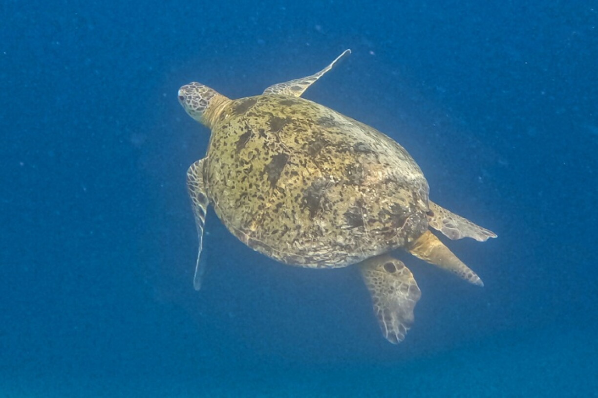 Green turtle populations have rebounded thanks to decades of conservation work