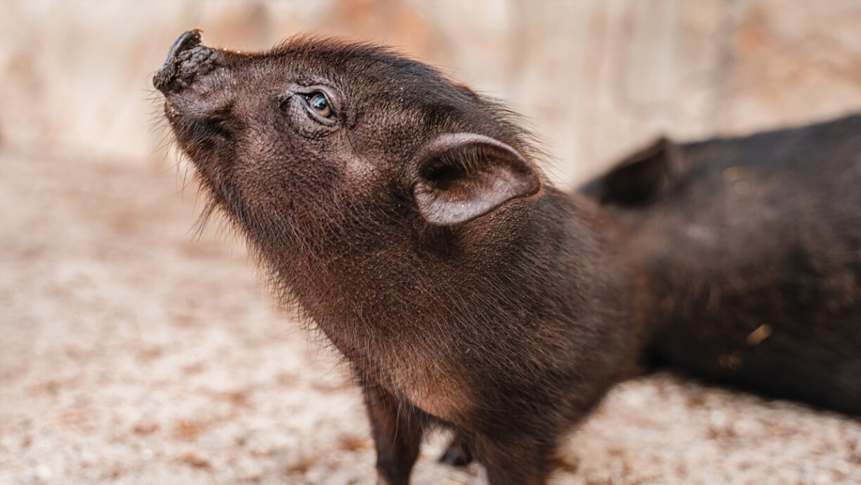 Archivbild vun engem Minischwäin