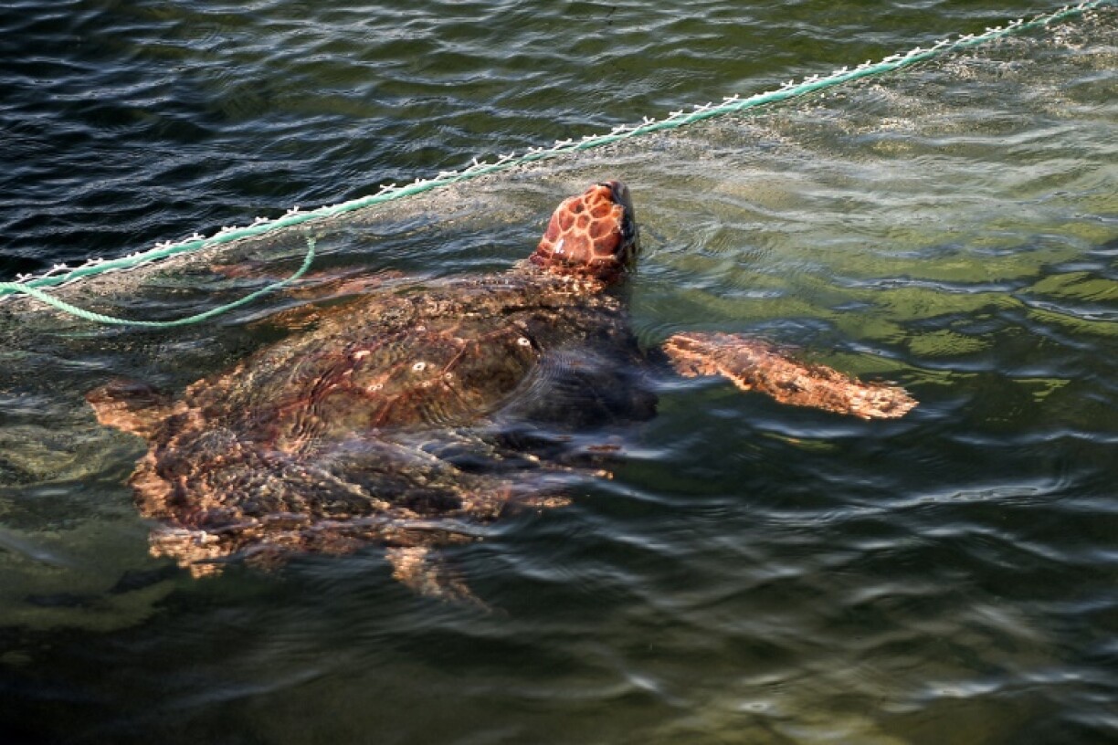 The turtles recover inside a special barge that allows them access to the sea floor