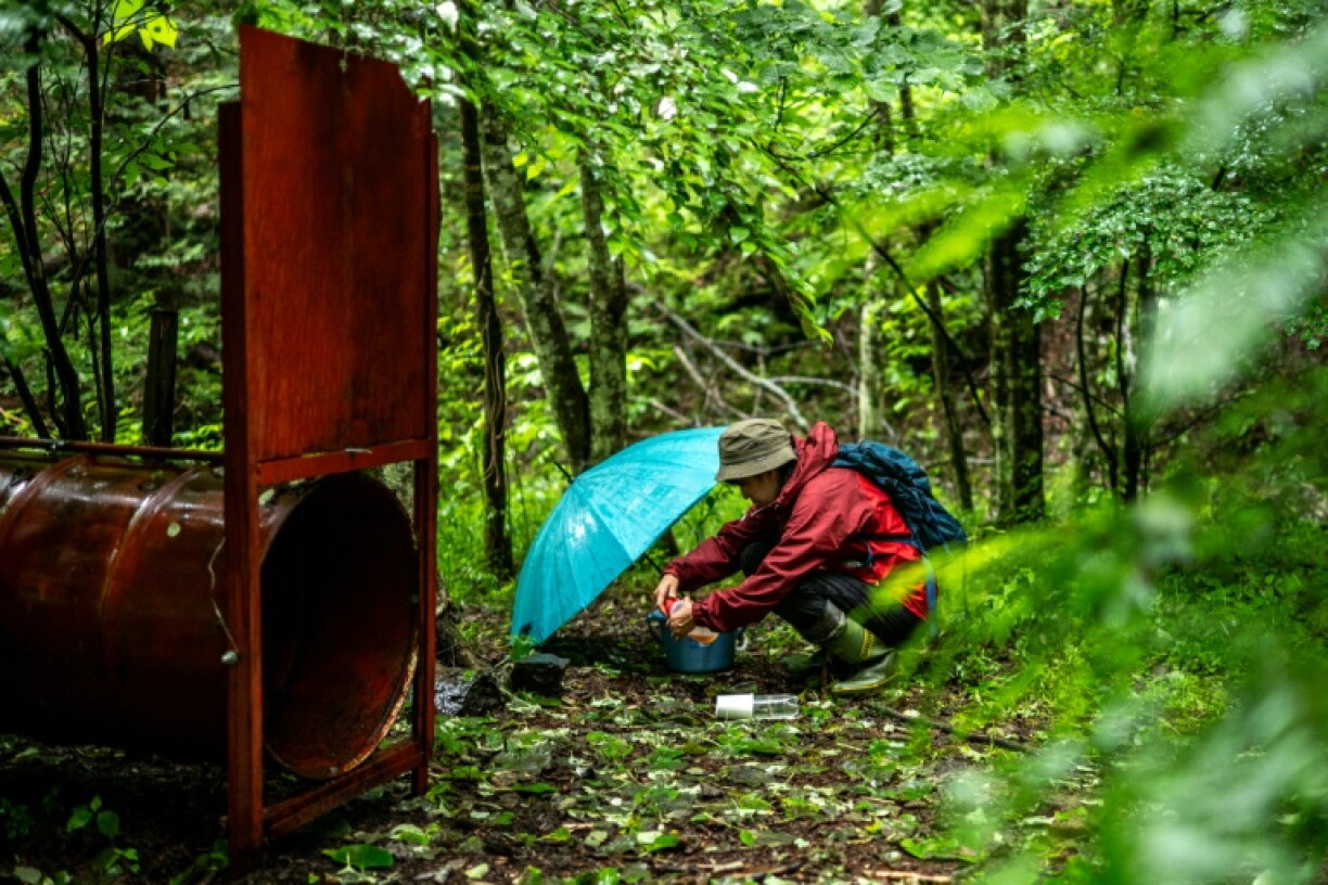 Akiko Takii, spécialiste des ours sauvages, observe un piège à ours dans une forêt d'Ina, dans la préfecture japonaise de Nagano, le 6 juillet 2026