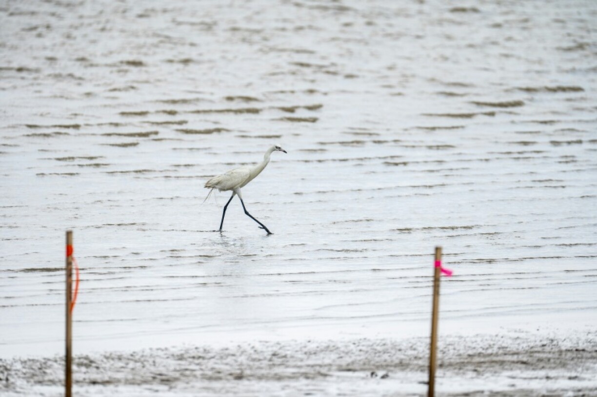 Starbase is surrounded by nature and wildlife, especially birds, and environmental advocates oppose the development