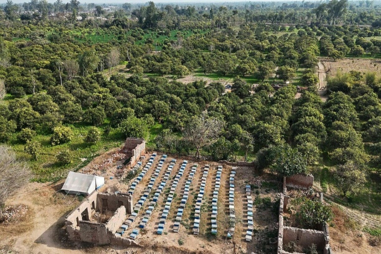 An aerial view of a honey farm at Lak Mor village in Sargodha