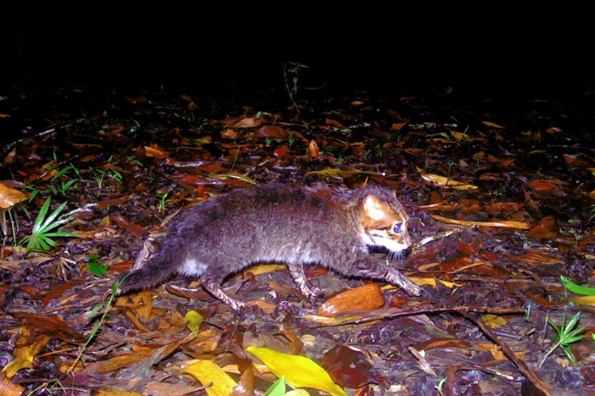 Forscher haben in Thailand eine seit Jahrzehnten für ausgestorben gehaltene Wildkatze wiederentdeckt. Die Flachkopfkatze, die in dem südostasiatischen Land zuletzt 1995 gesichtet worden war, tappte in einem Schutzgebiet im Süden Thailands in Kamerafallen.