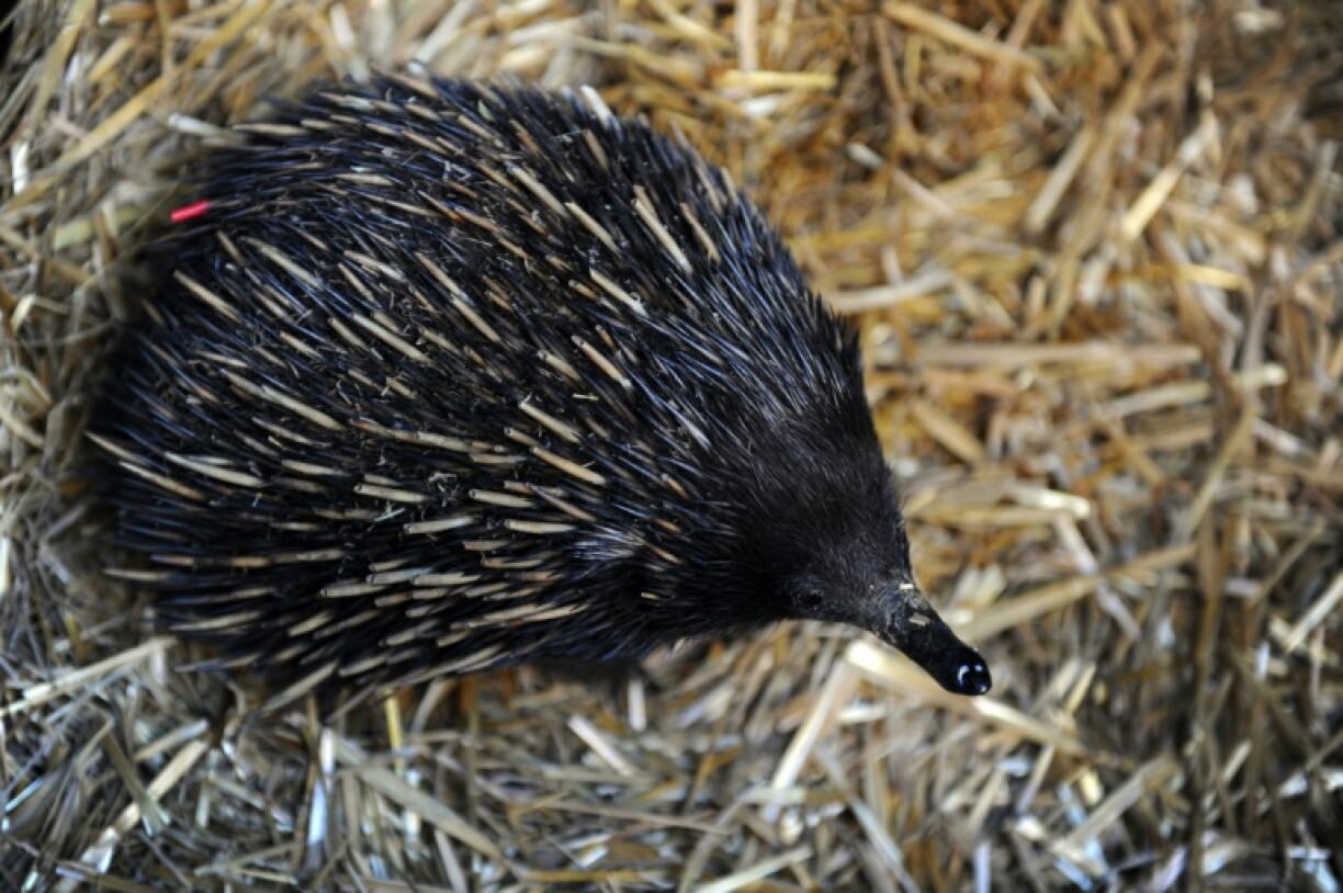 A team of scientists believe many of the echidna's unusual traits were first developed millions of years ago when its ancestors splashed through the water