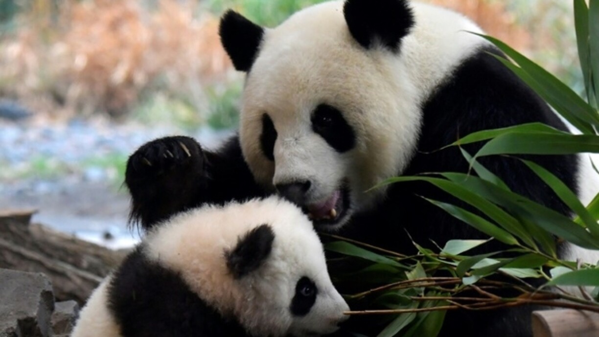 D'Panda-Damm Meng Meng mat engem vun hire Kanner 2020.