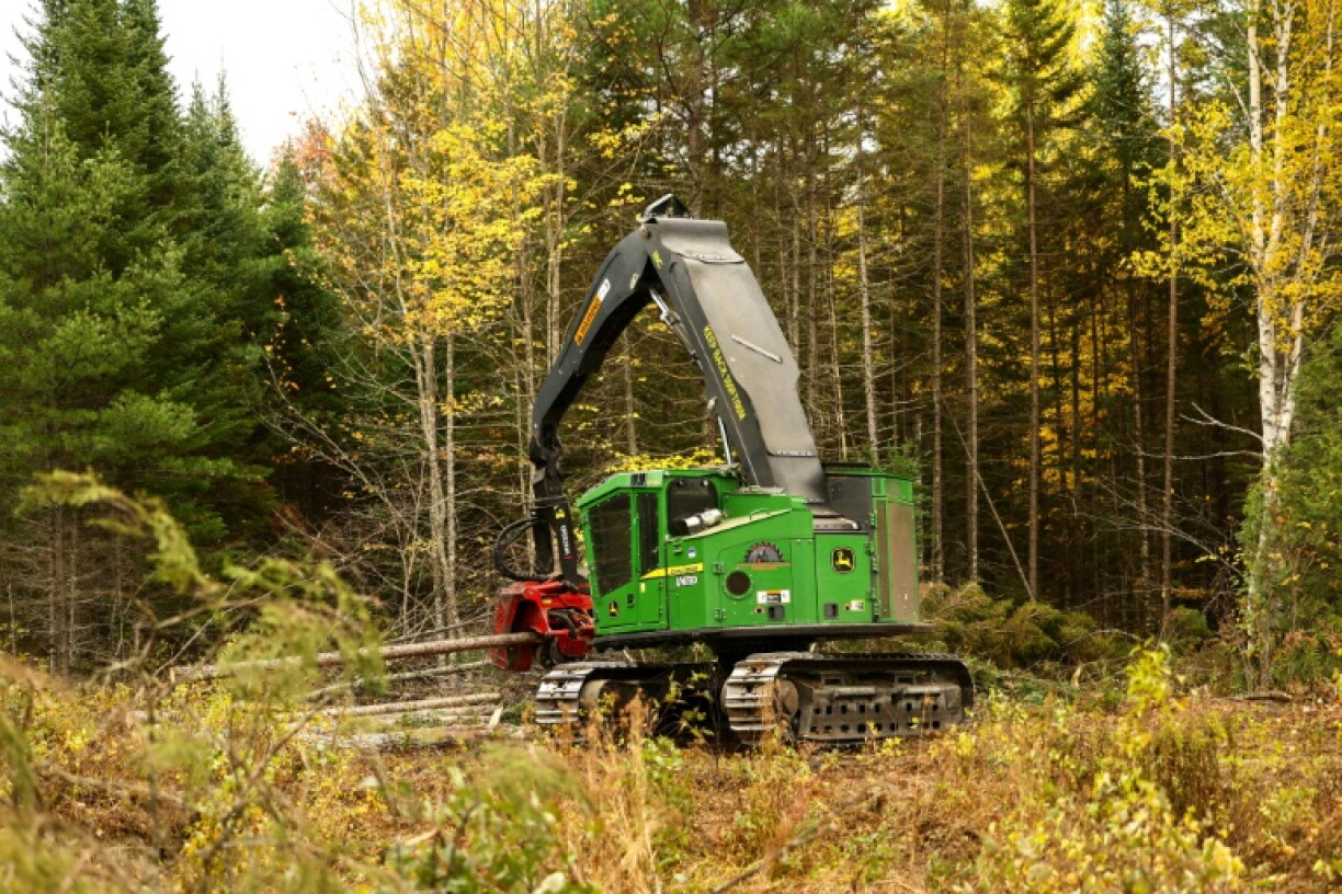 A highly automated wood harvester, operated by a single logger in a forest near Burlington, Maine, swiftly fells and delimbs a tree before cutting the trunk into measured lengths to be sent to a sawmill
