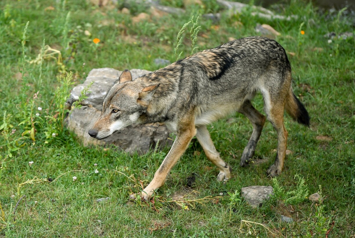 A wolf in captivity at at Pairi Daiza animal park in Brugelette, western Belgium.