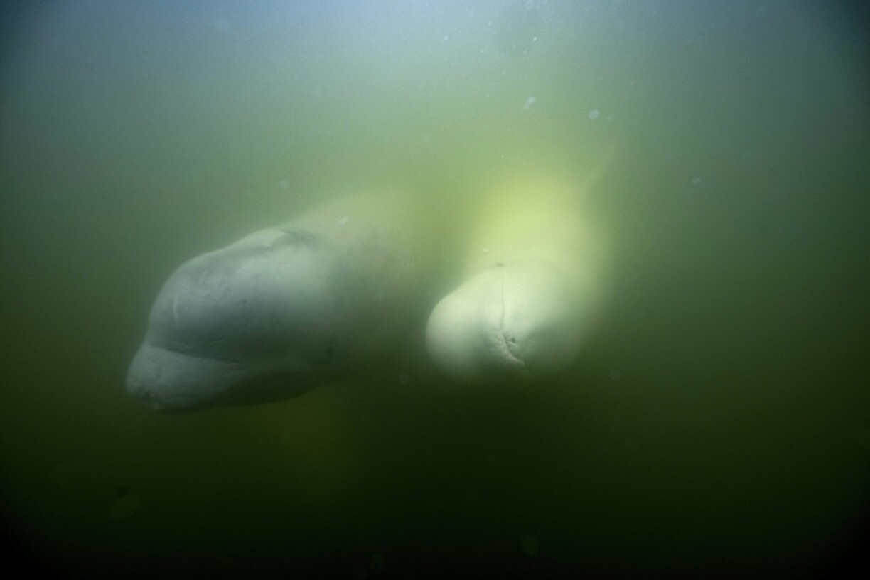 Des bélugas dans les eaux troubles de la rivière Churchill, près de la baie d'Hudson, dans le nord du Canada, le 5 août 2022