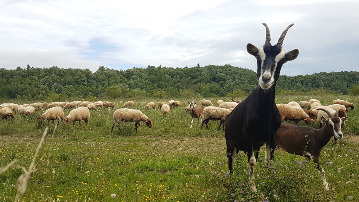 Archival image of goats and sheep.